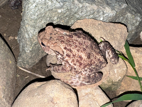 European Toad