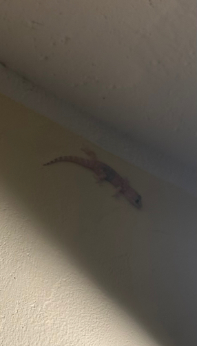 Mediterranean House Gecko