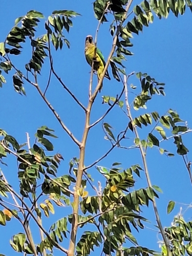 Peach-fronted Parakeet