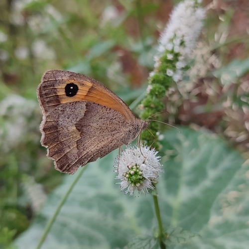 Meadow Brown