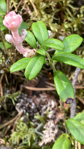 Lingonberry Gall