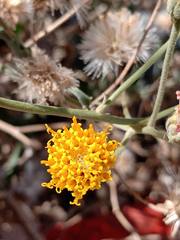 Bebbia atriplicifolia