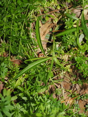 Eremophila debilis, photograph (c) Lucas Christofides, some rights reserved (CC BY)