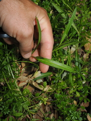 Eremophila debilis, photograph (c) Lucas Christofides, some rights reserved (CC BY)