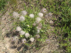 Pulsatilla dahurica