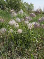 Pulsatilla dahurica