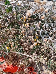 Bebbia atriplicifolia