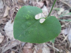Aristolochia contorta