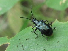 Lema concinnipennis
