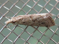 Microchilo inexpectellus