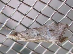 Microchilo inexpectellus