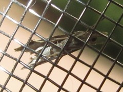 Microchilo inexpectellus