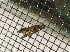 Microchilo inexpectellus