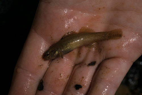 Goldstripe darter (Etheostoma parvipinne) — Percidae — 2