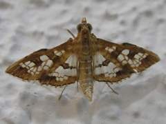 Sameodes cancellalis