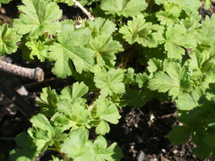 Ribes oxyacanthoides
