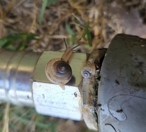 Asian Tramp Snail