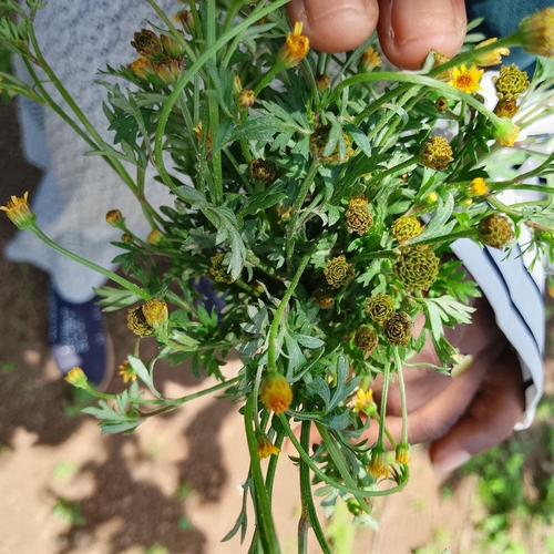 Chrysanthellum indicum