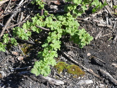 Ribes oxyacanthoides