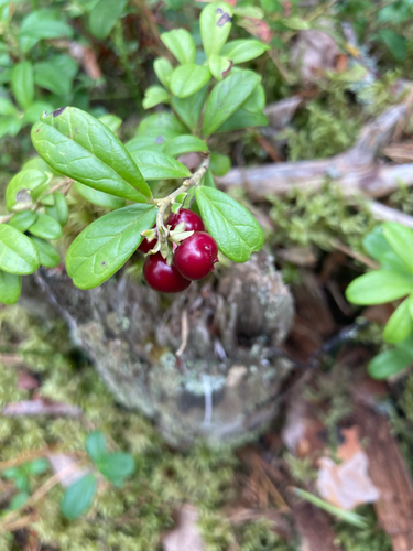 Lingonberry