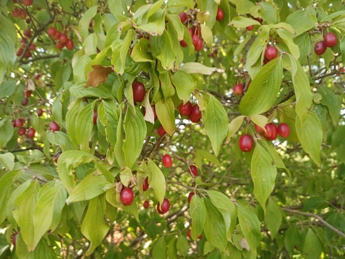 Cornelian cherry