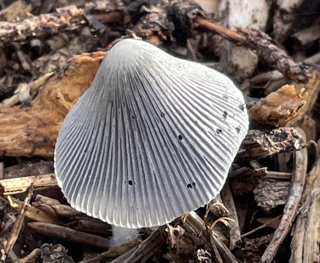 hare's foot inkcap · September 2026 · photo: Photo: no rights reserved · iNaturalist