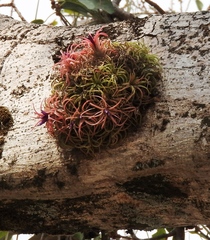 Tillandsia ionantha