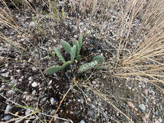 author not stated, no rights reserved Opuntia macrorhiza, photograph author not stated, no rights reserved