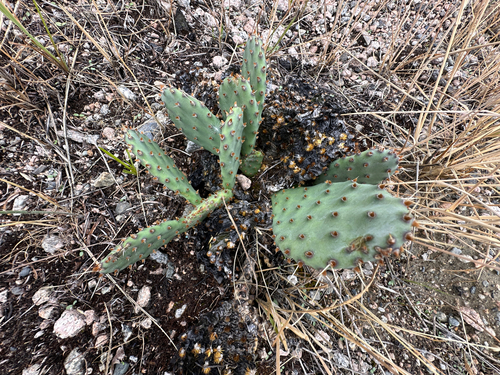 Opuntia macrorhiza, photograph 2