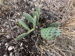 author not stated, no rights reserved Opuntia macrorhiza, photograph author not stated, no rights reserved