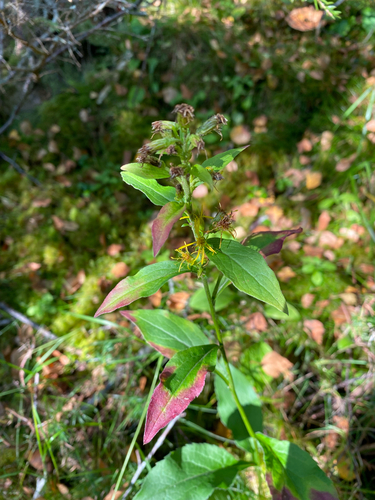 European goldenrod