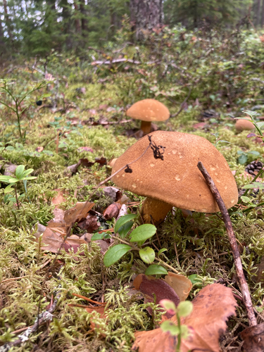 Velvet Bolete