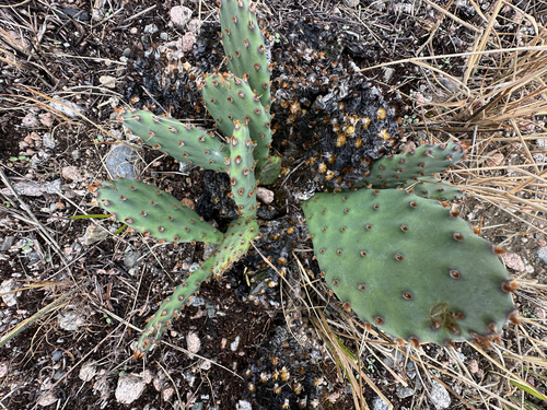 Opuntia macrorhiza, photograph 3