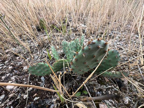 Opuntia macrorhiza, photograph 4