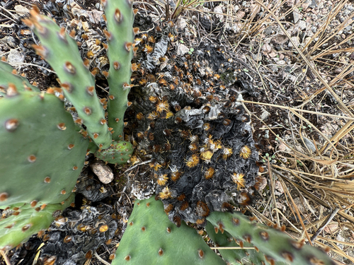Opuntia macrorhiza, photograph 5