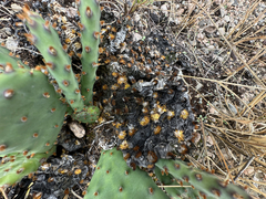 author not stated, no rights reserved Opuntia macrorhiza, photograph author not stated, no rights reserved