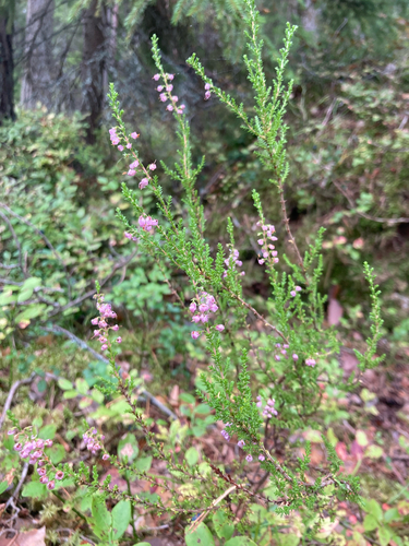 common heather