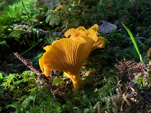Golden Chanterelle