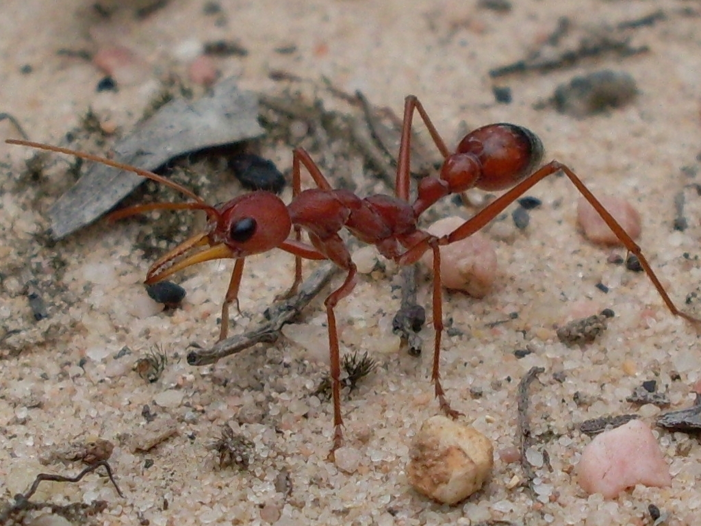 Red Bull Ant
