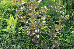 Tracheophyta