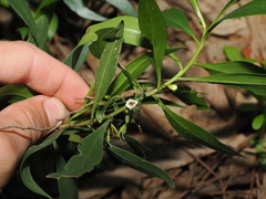 Myoporum montanum