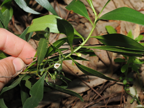 Myoporum montanum, photograph 1