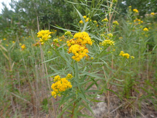 flat-topped goldenrod