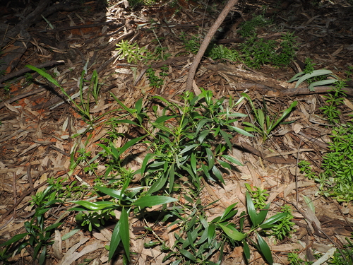 Myoporum montanum, photograph 2