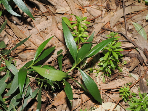 Myoporum montanum, photograph 3