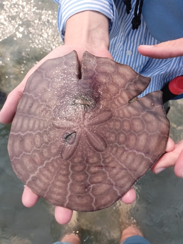 Eared Keyhole Sand Dollar