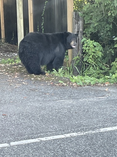 Black Bear sighting near Prairie Ave