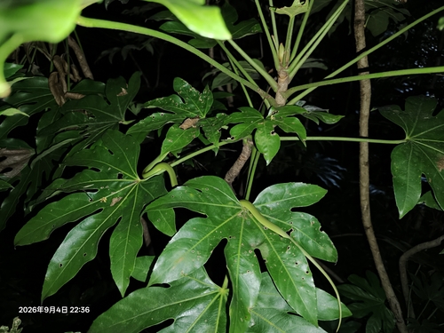 Chinese Green Snake
