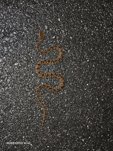Brown spotted pitviper