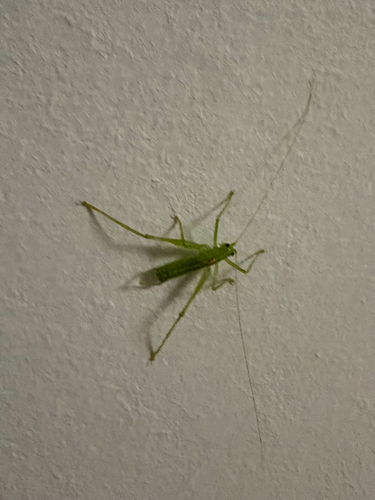 Southern Oak Bush-cricket